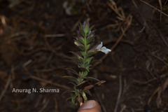 Lepidagathis cuspidata